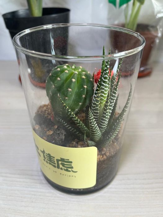 Комнатные растения