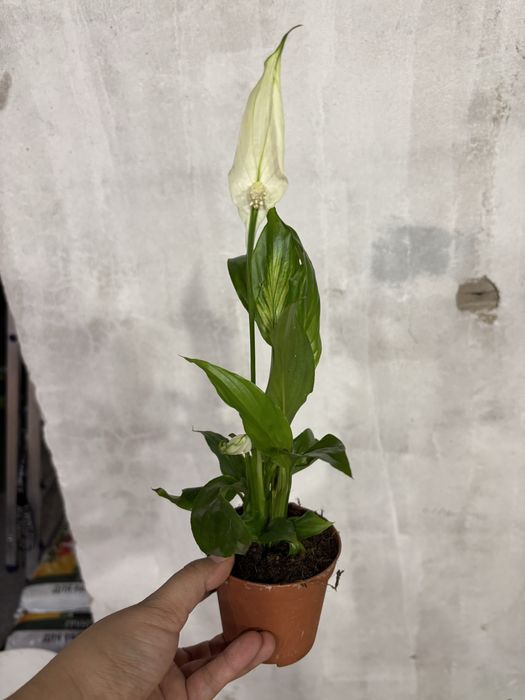 Цветы комбо из 10шт