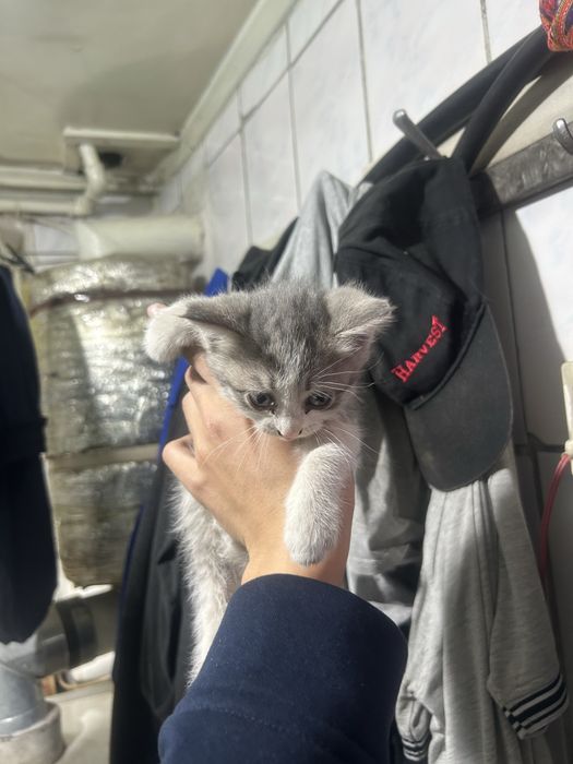 Котята шотландец