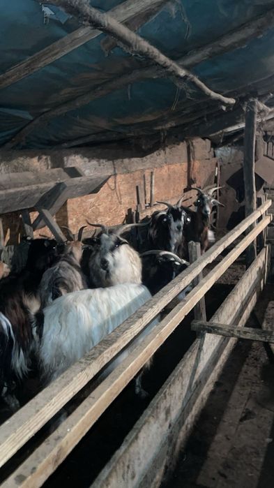 Capre cu iezi după ele