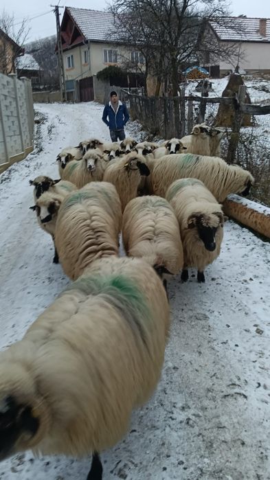 Vând mioare gestante