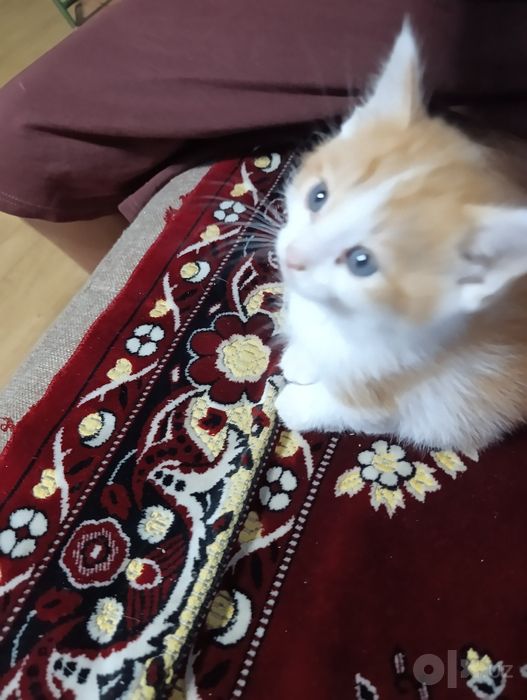 Котята ищут мам и пап)