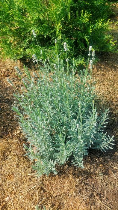Лаванда Саженцы лаванды
