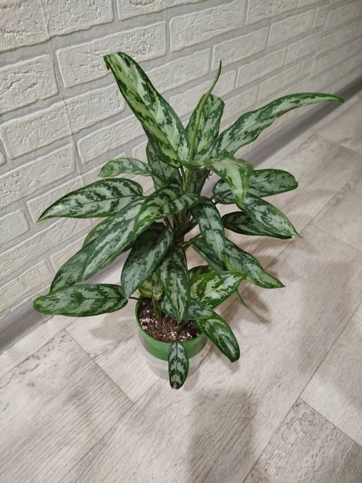 Продам цветок Аглонема