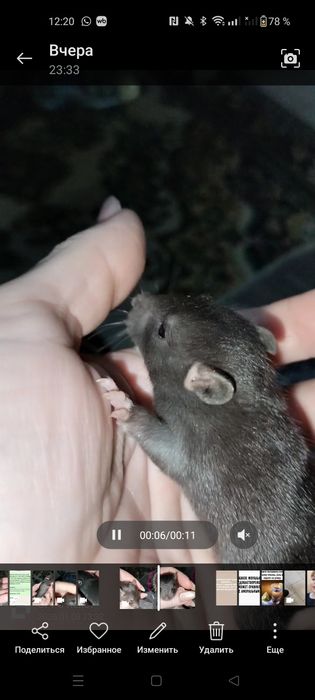 Крысята декоративные