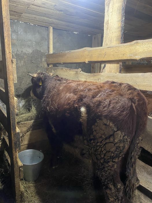 Продам КРС торга нет