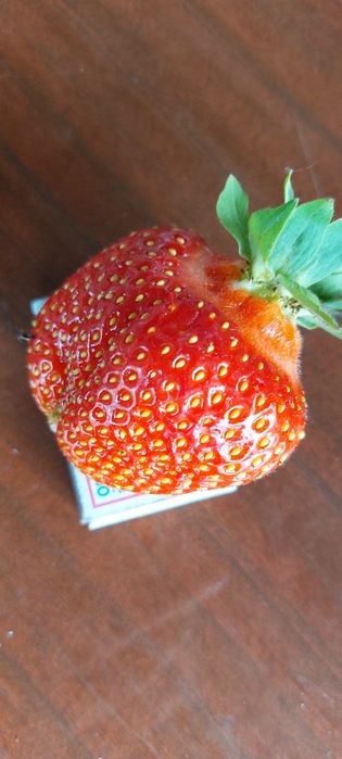 Продам саженцы  клубники