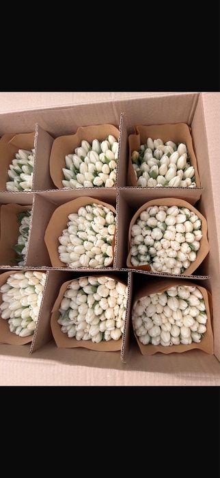 Тюльпаны по 690 премиум