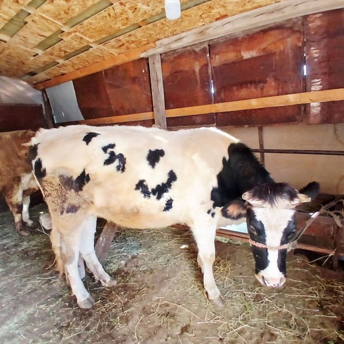 Сигир сотилади, гольштейн зотли