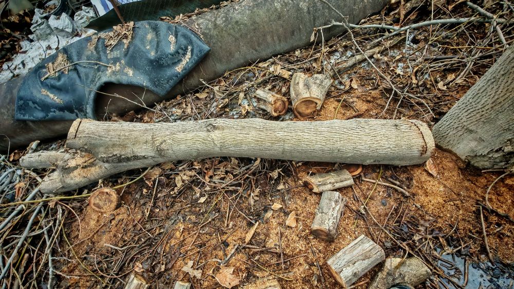 Орех 2 бревна продам