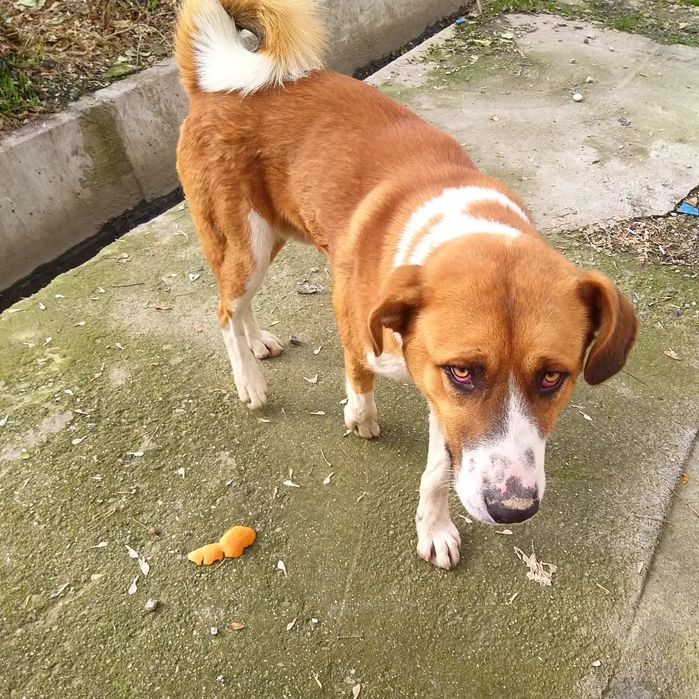 Собака мальчик в добрые руки