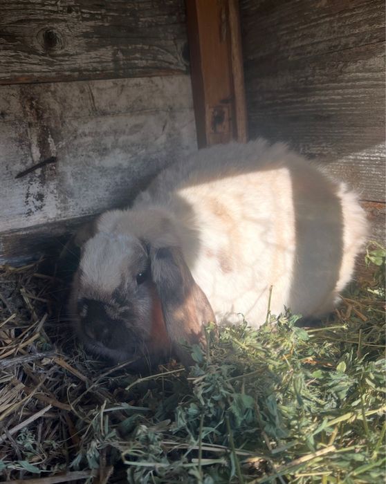 Femelă Berbec German Pitic Vând