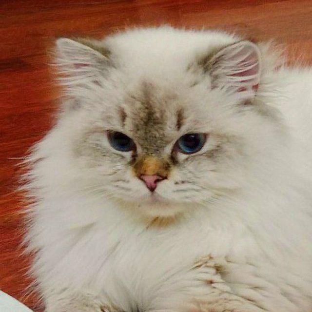 Вязка. Кот не продается