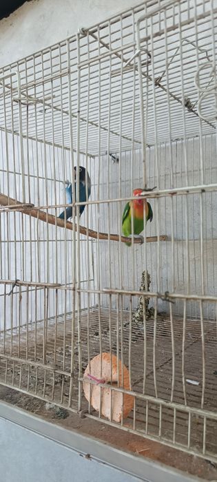 Продаются неразлучник