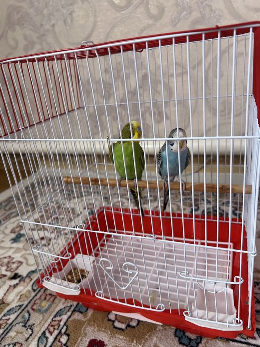 Продаю попугаев парочка вместе с клеткой.