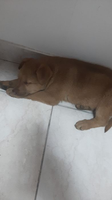 Кобелек пристраивается