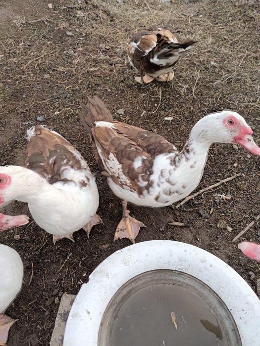 Продам  молодых селезней