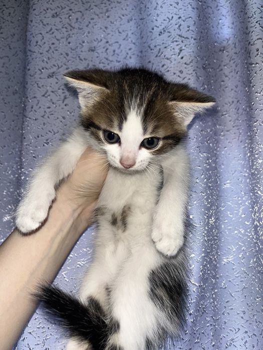 Отдаем котят в добрые руки
