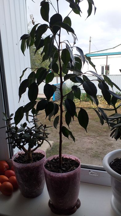 Продам комнатные растения