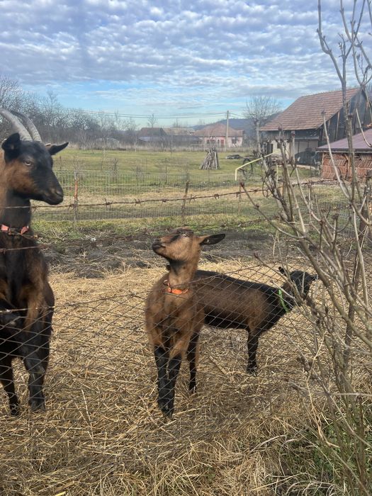 Vand 6 caprite alpine franceze