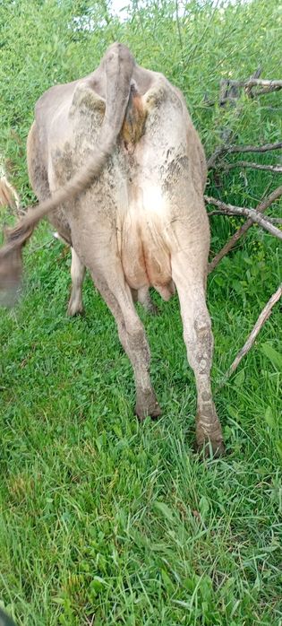 Vând vaca brună de Maramureș