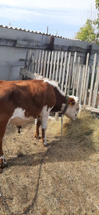 Продам  7 месячного  бычка