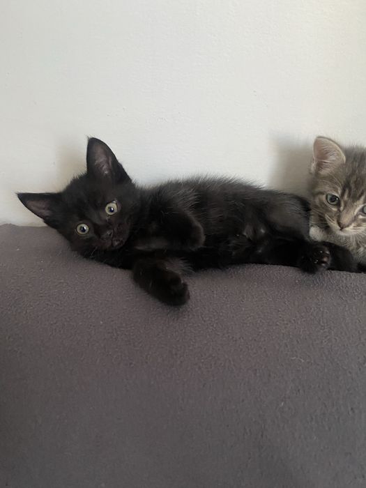 Отдам в заботливые руки