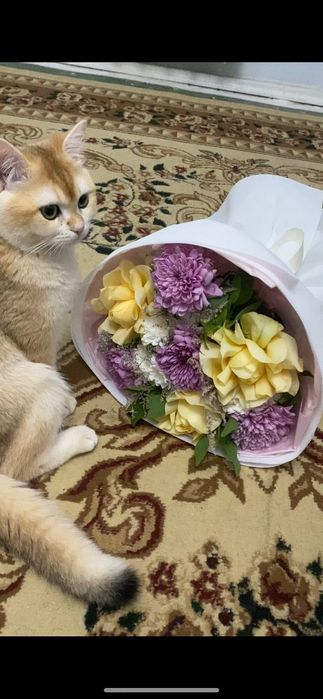 Золотая Шиншилла