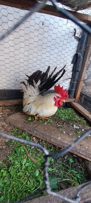 Cocoșei chabo de anul trecut