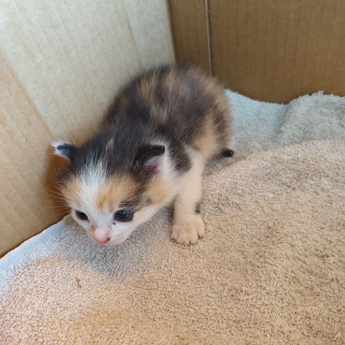 Отдам двух котёнок