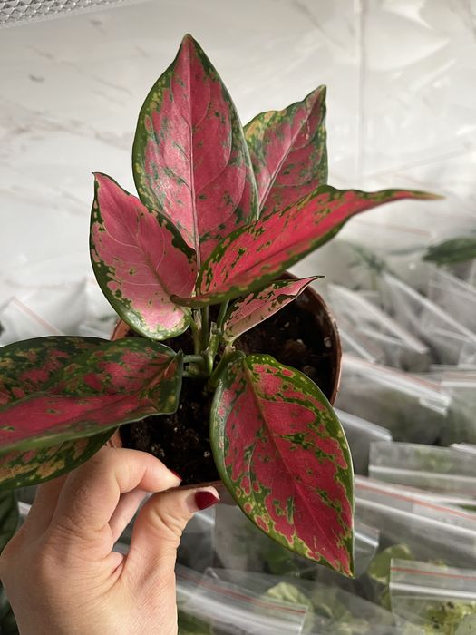 Комнатные растения