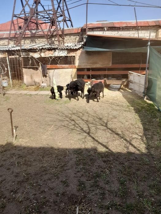 Она бола куйлар сотилади