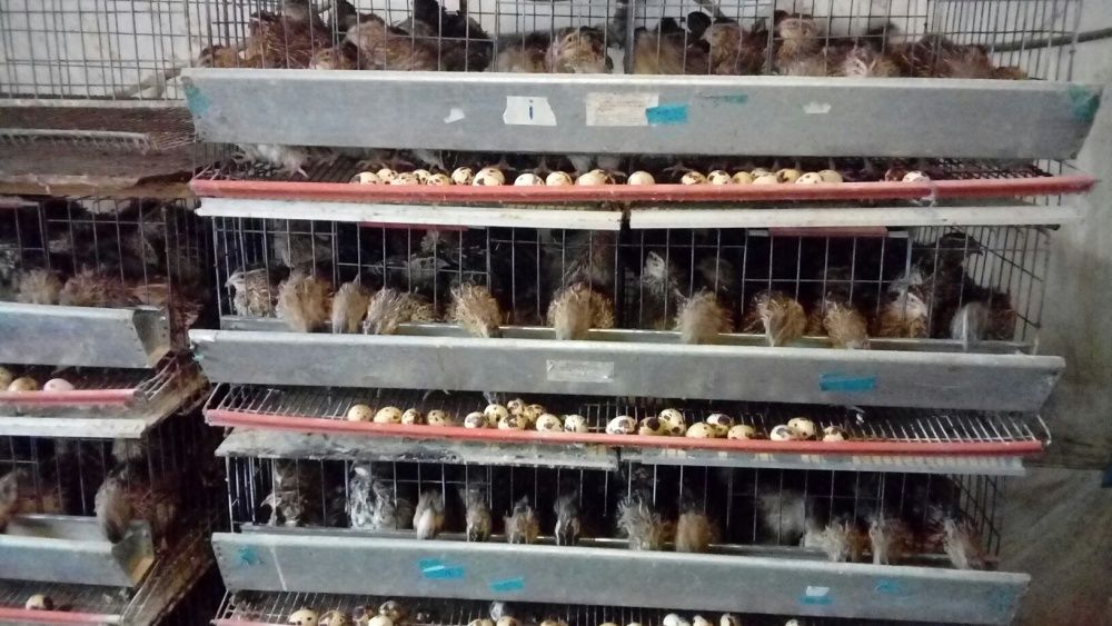 Ouă de prepelită proaspete pt consum, tratament