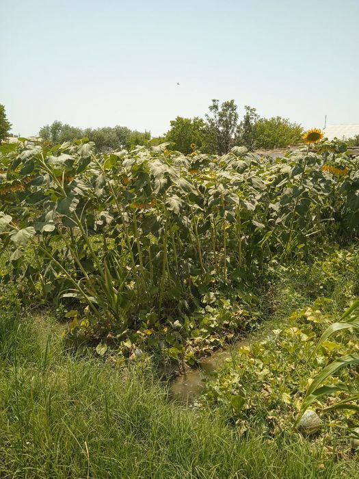 Krasnodar kungaboqar urug'liklari sotiladi