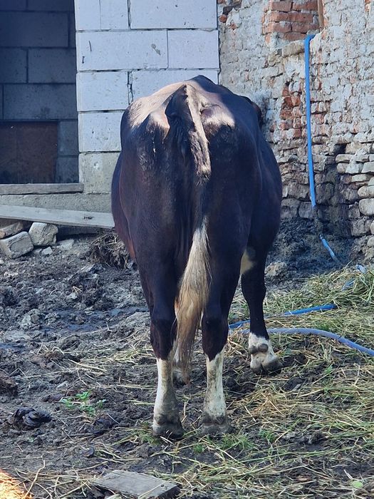 Vând vitel de doua luni jumate un vițel