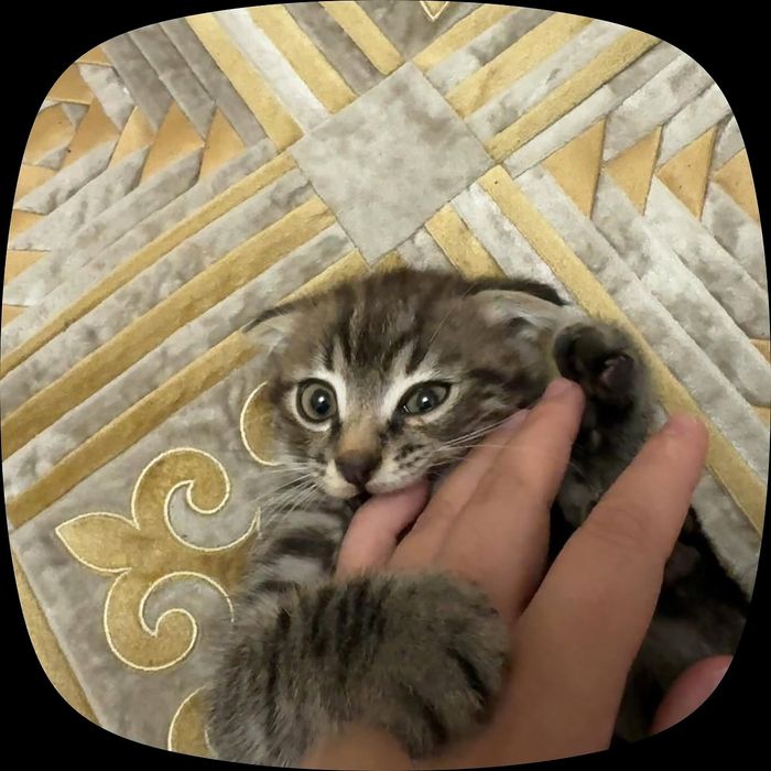 Продам котенок Шотландские