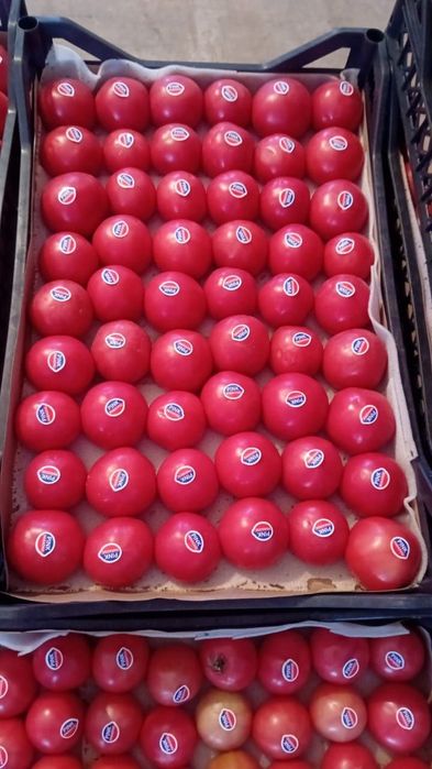 Помидор сотамиз Производство Туркмении оптом