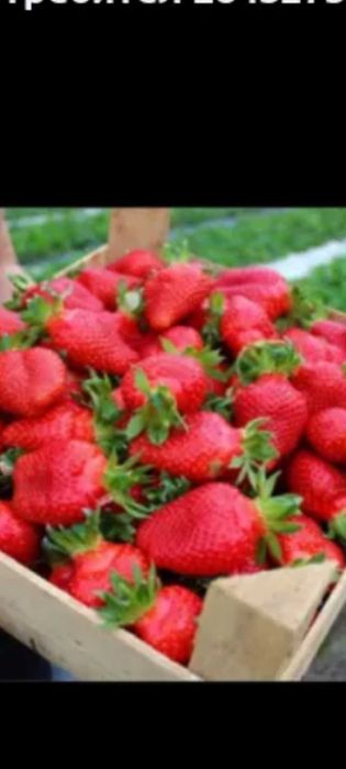 Продавам разсад ягоди и малини