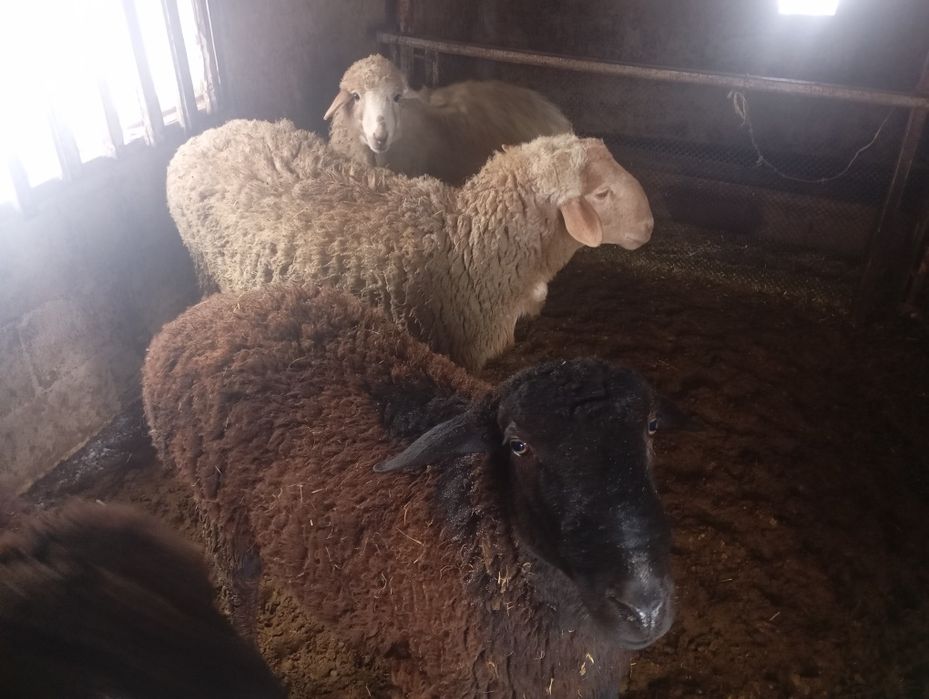 Токтылар сатылады