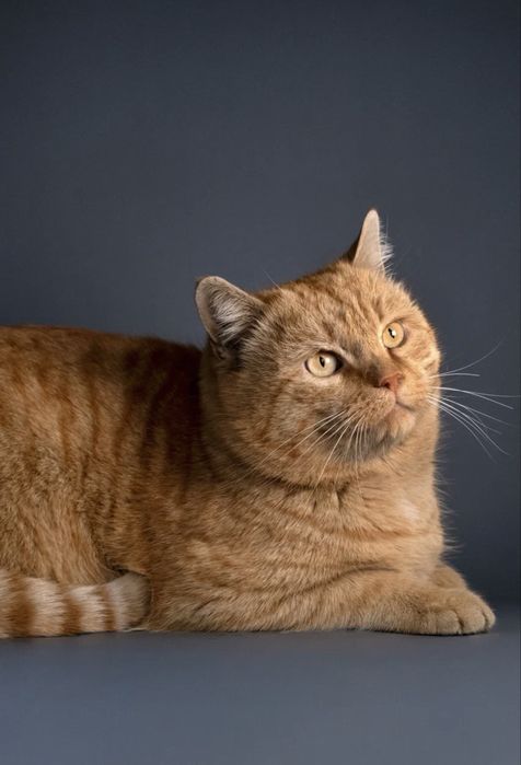 Кот Бусик вакцинирован