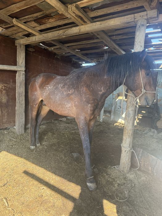 5 жасар Айғыр жуас