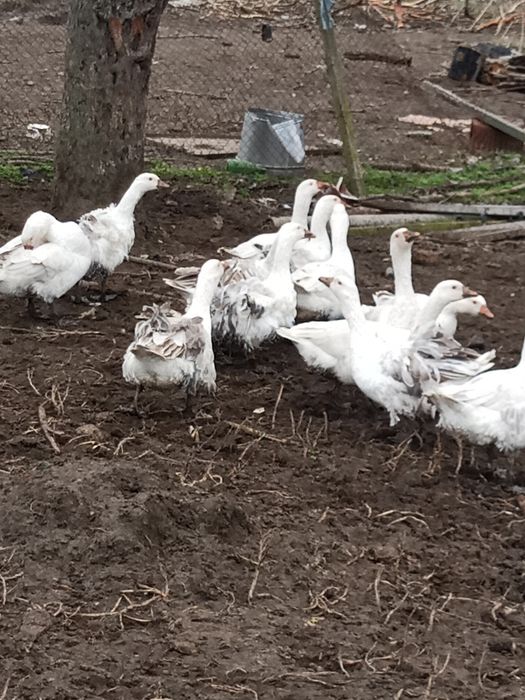 Продавам Патки гледани с добър фураш