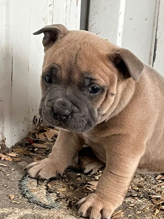 Щенки американский булли