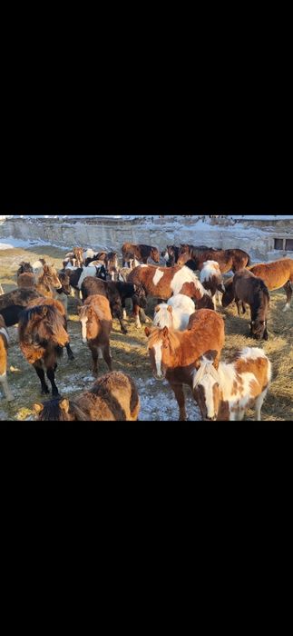 Продам лошадей, молодняк