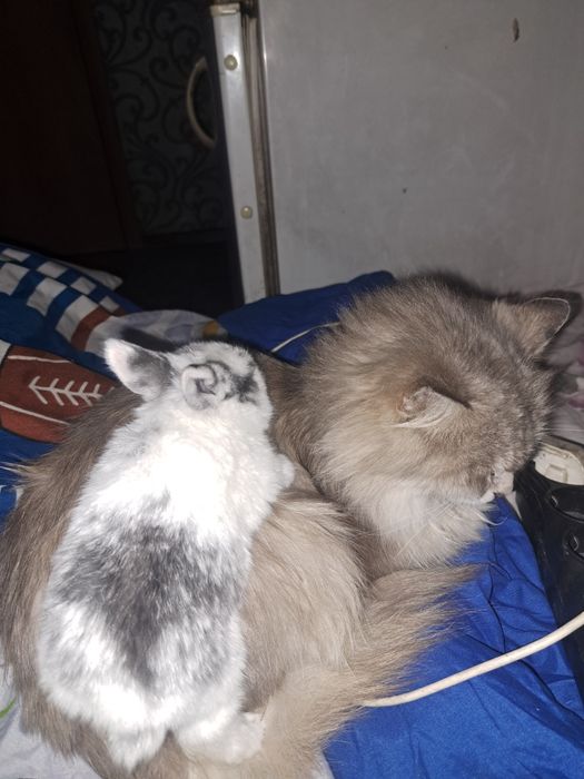 Декоративный кролик