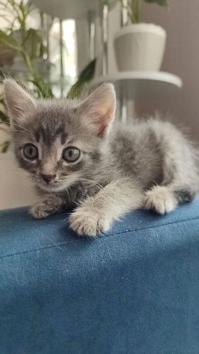 Отдам котёнка мальчик