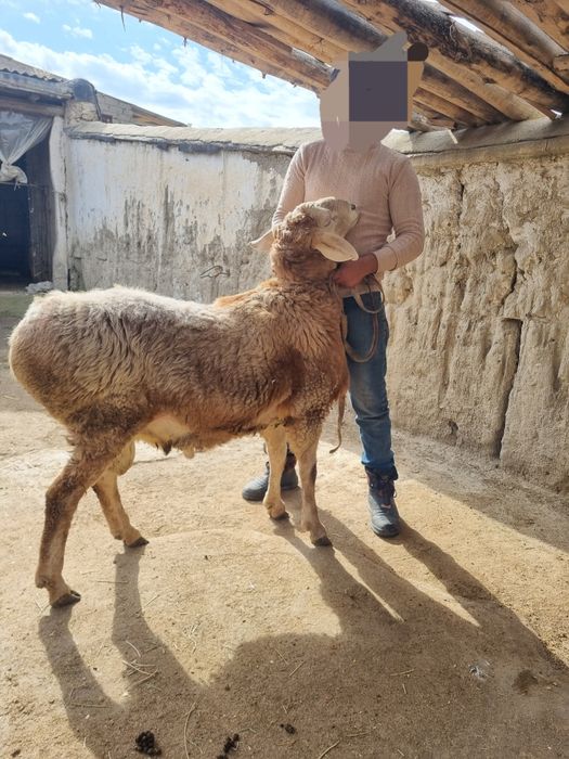 Qurbonlikga quchqorlar sotiladi!!! Кучкор сотилади