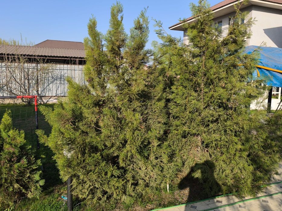 Продам туи восточные Биота 2,5-3,5м