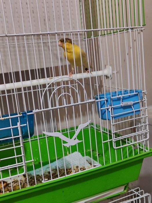 2та сарик канарейка 250мингдан.2чи канарейка чубати 300мингадан