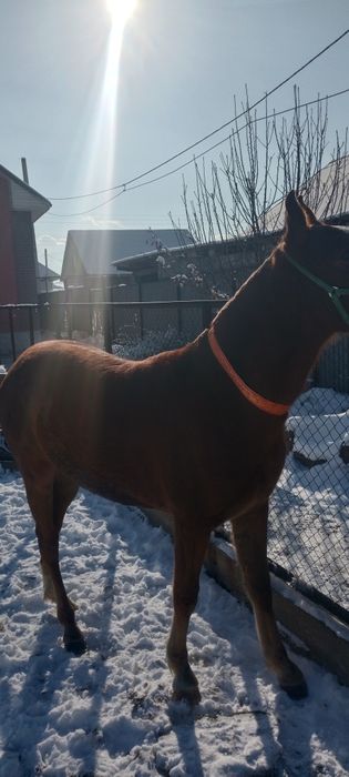 2 жасар байтал сатылады